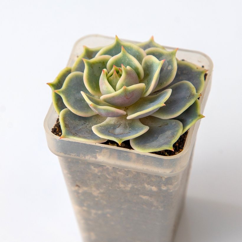 Echeveria Lola (Fogliame)