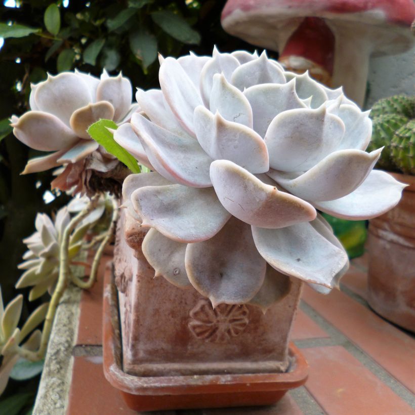 Echeveria Lola (Porto)