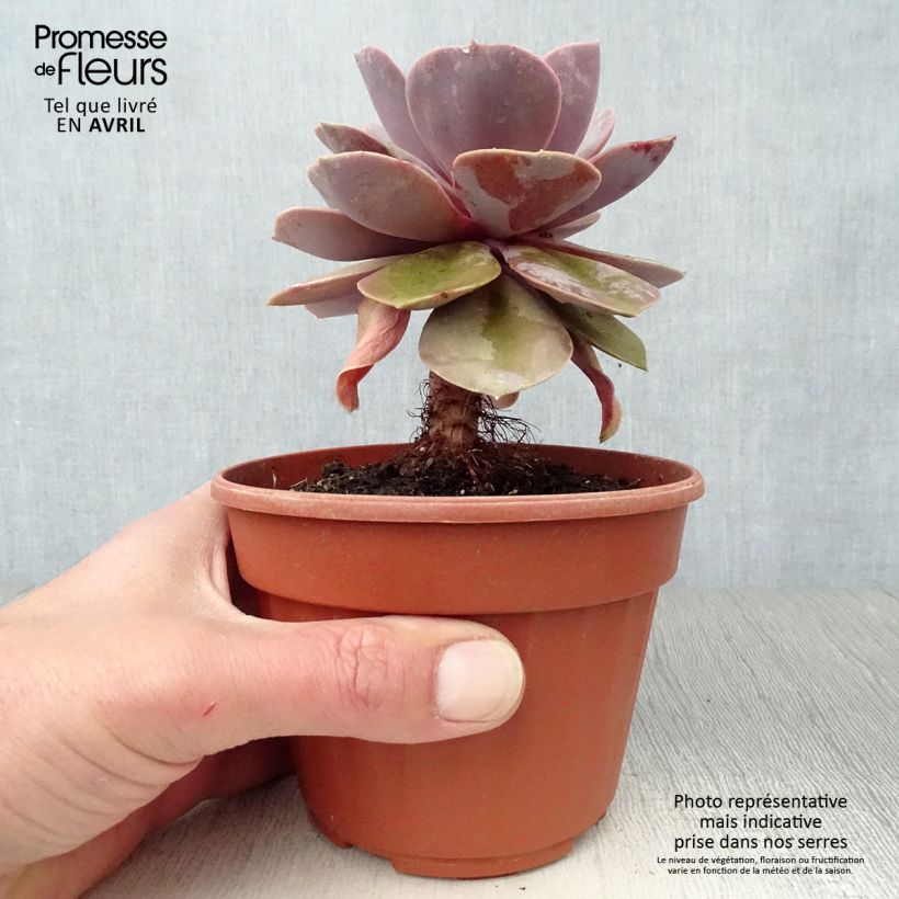 Example of Echeveria Perle Von Nürnberg Vaso da Ø 12 cm / 13 cm as you get in printemps