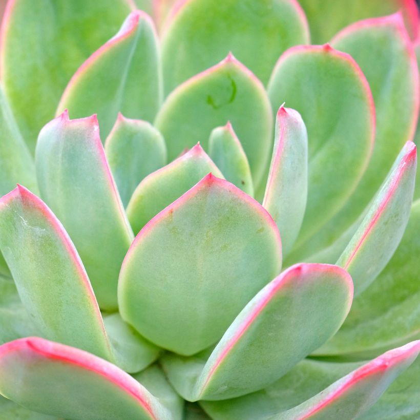 Echeveria Pink Edge (Fogliame)