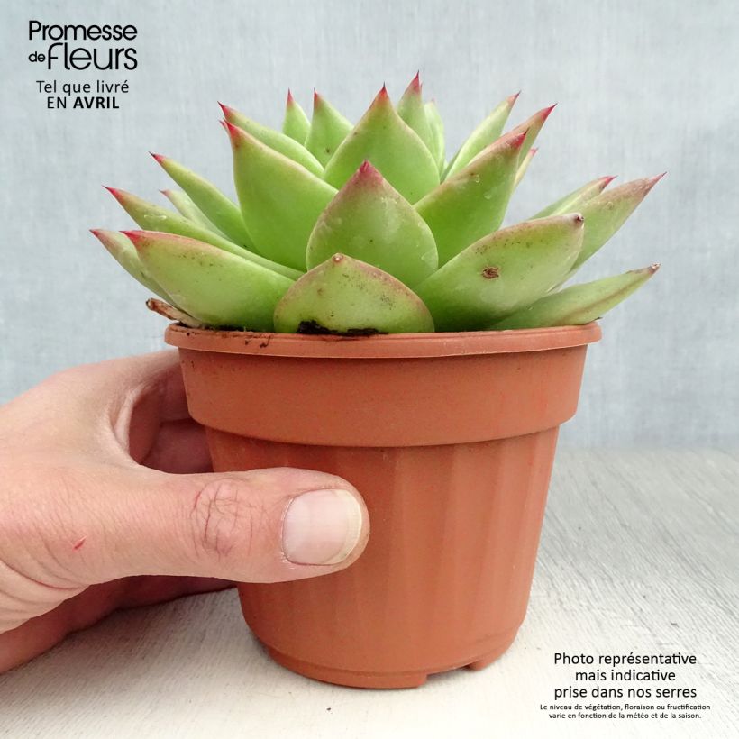 Echeveria agavoides Ebony Vaso da Ø 12 cm / 13 cm esemplare consegnato in primavera