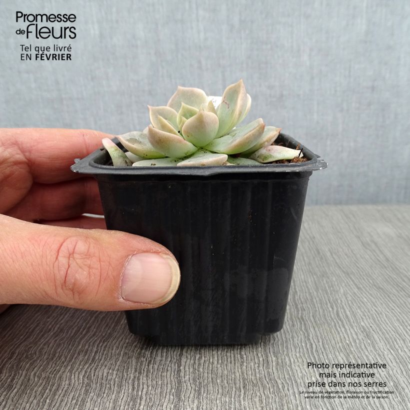 Echeveria derenbergii Vasetto da 8/9 cm esemplare consegnato in inverno
