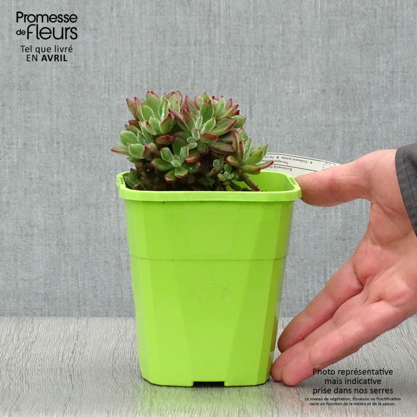 Example of Echeveria Devotion Vaso da 3L/4L as you get in printemps