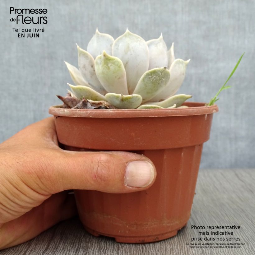 Esemplare di Echeveria lilacina - Echeveria fantasma Vaso da 1,5L/2L consegnato in estate