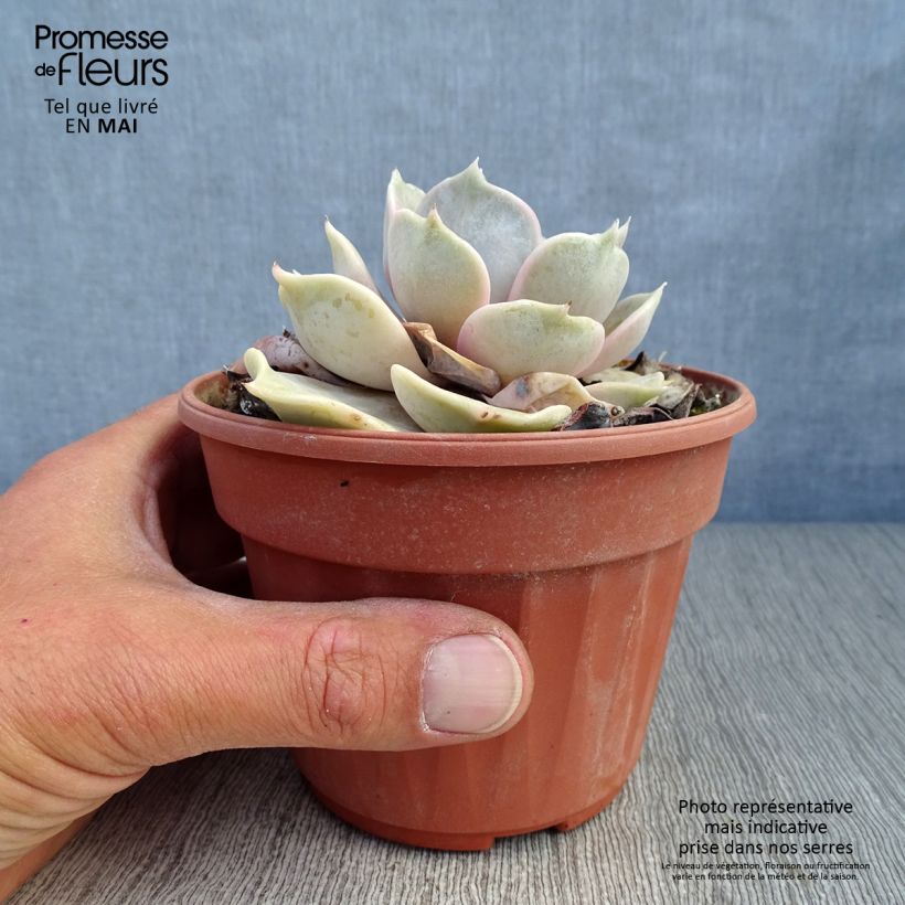 Example of Echeveria lilacina - Echeveria fantasma Vaso da 1,5L/2L as you get in printemps