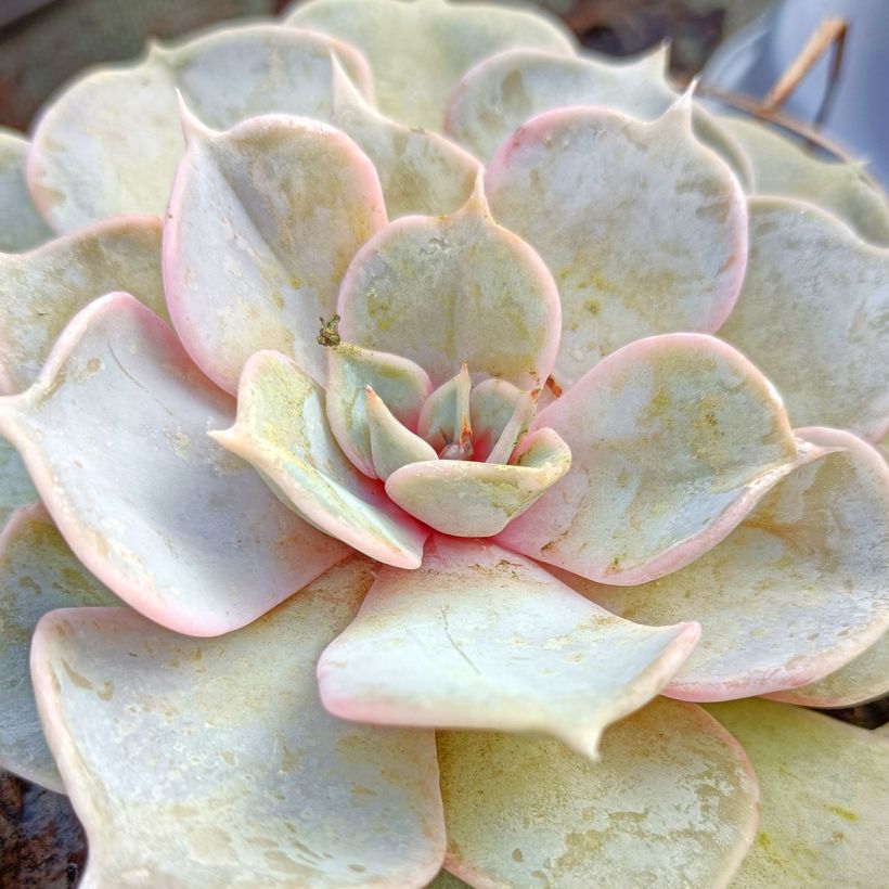 Echeveria lilacina - Echeveria fantasma (Foliage)