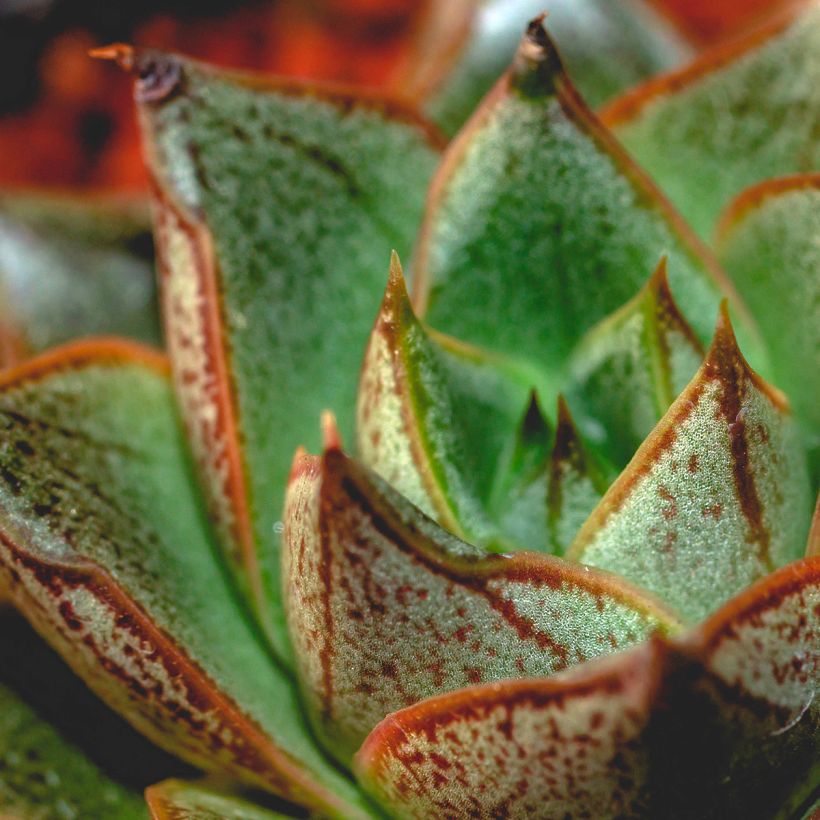 Echeveria purpusiorum (Fogliame)