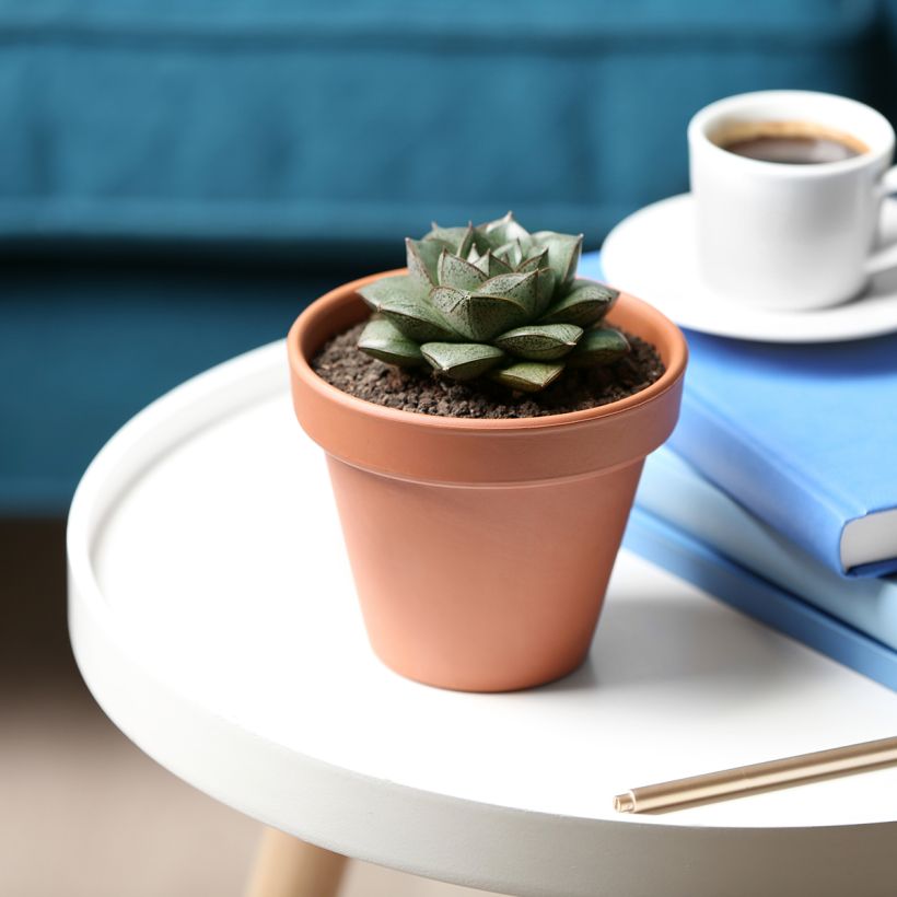 Echeveria purpusiorum (Porto)