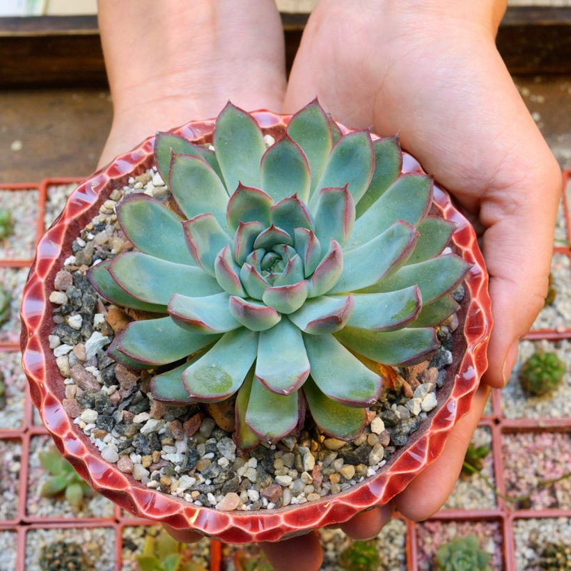 Echeveria pulidonis (Porto)