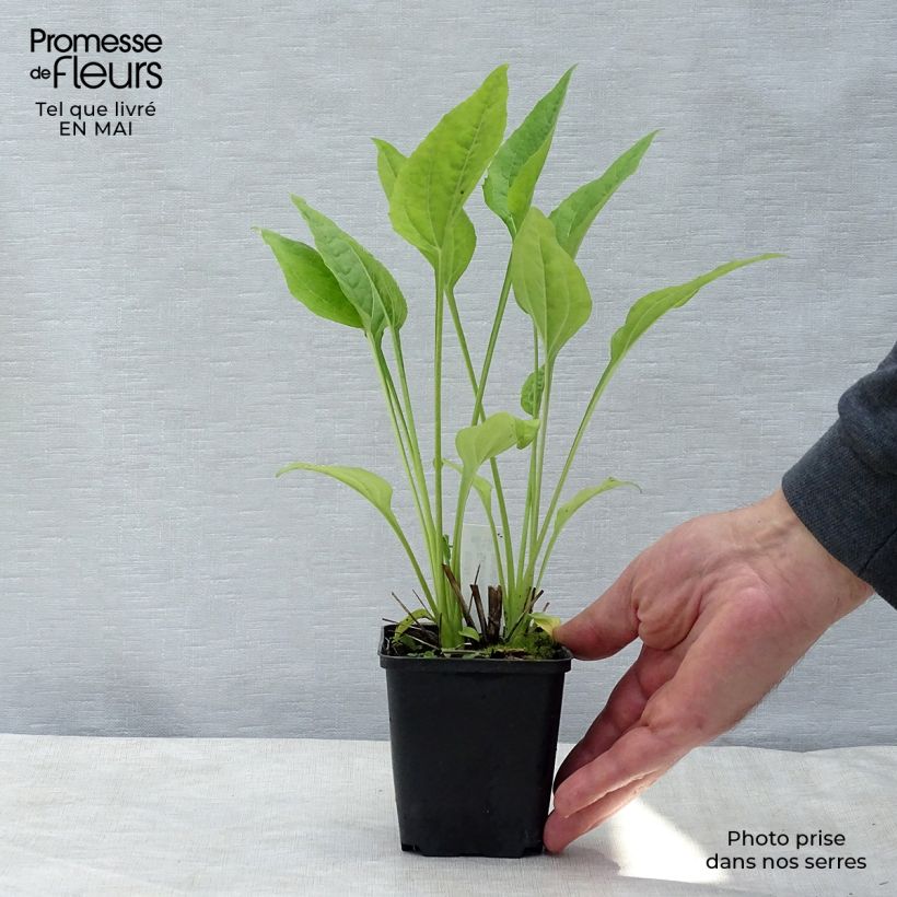 Echinacea purpurea Aloha Vasetto da 8/9 cm esemplare consegnato in primavera