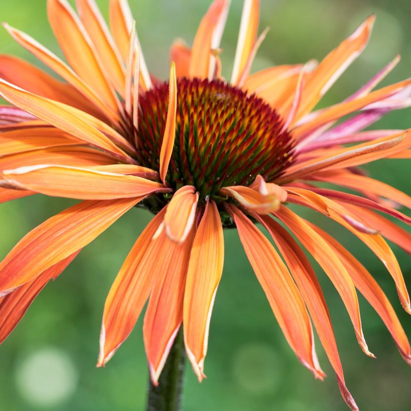 Echinacea Art's Pride (Fioritura)