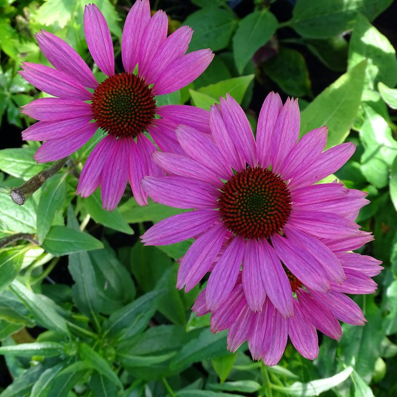 Echinacea purpurea Avalanche (Fioritura)