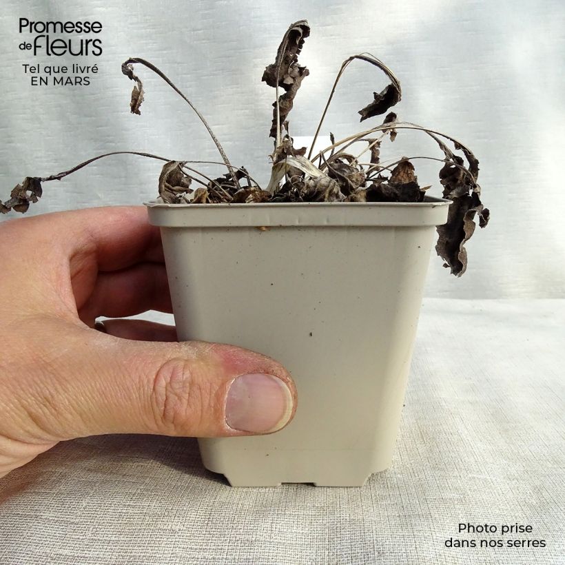 Echinacea Big Kahuna Vasetto da 8/9 cm esemplare consegnato in primavera