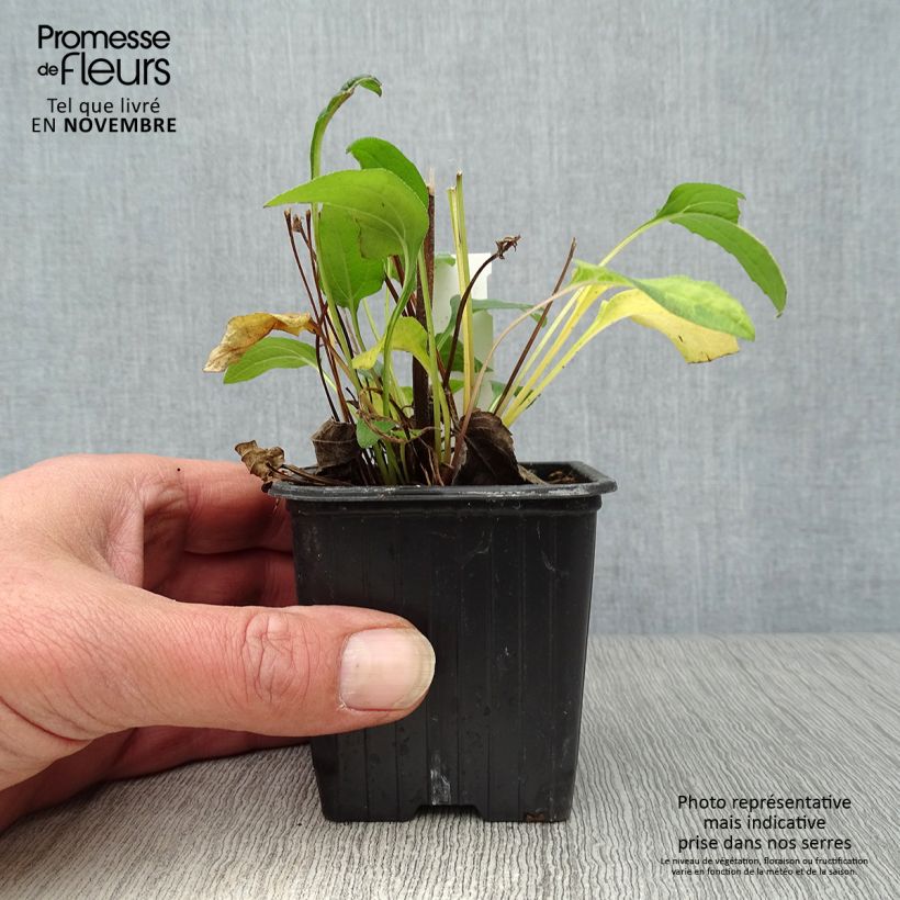 Esemplare di Echinacea purpurea Butterfly Kisses Vasetto da 8/9 cm come consegnato in autunno