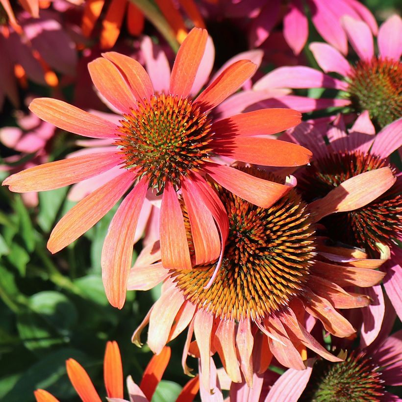 Echinacea purpurea Cheyenne Spirit (Fioritura)