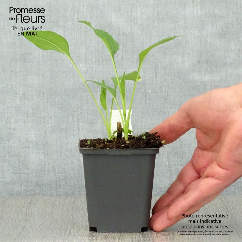 Echinacea purpurea Chiquita Vasetto da 8/9 cm esemplare consegnato in primavera