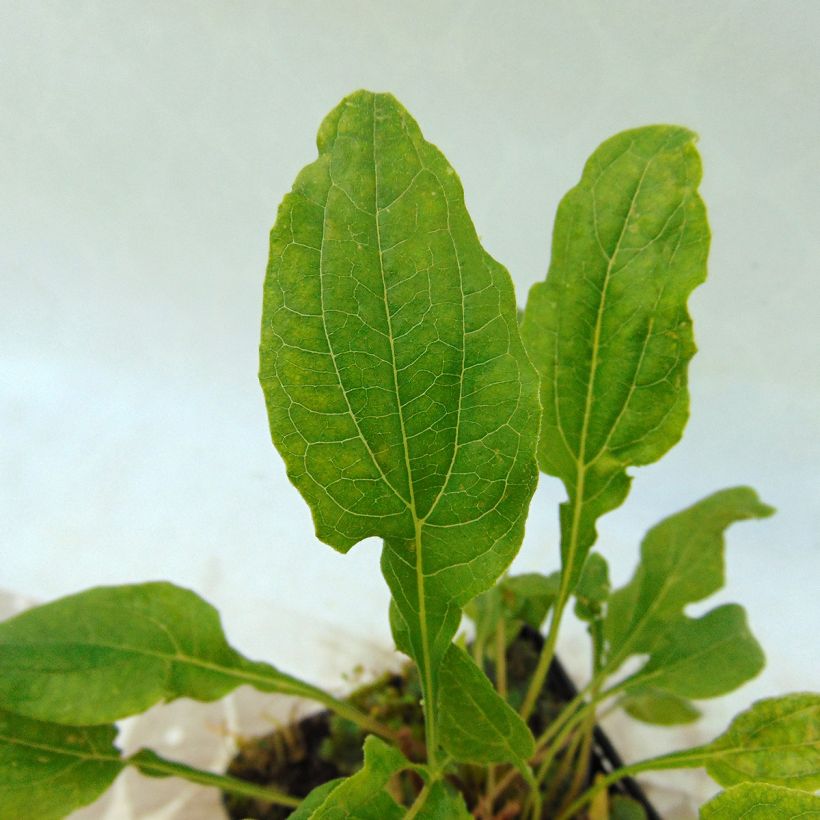Echinacea purpurea Cranberry Cupcake (Fogliame)