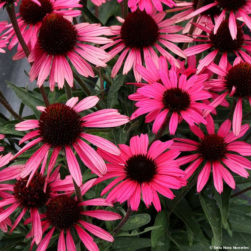 Echinacea Dark Shadows Wicked (Fioritura)