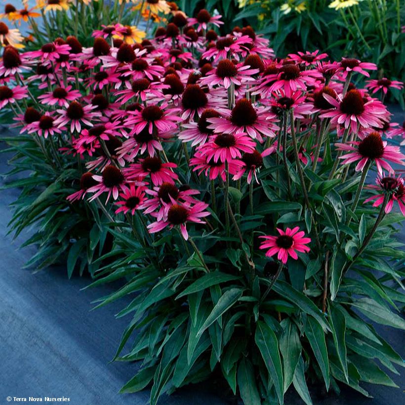 Echinacea Dark Shadows Wicked (Porto)