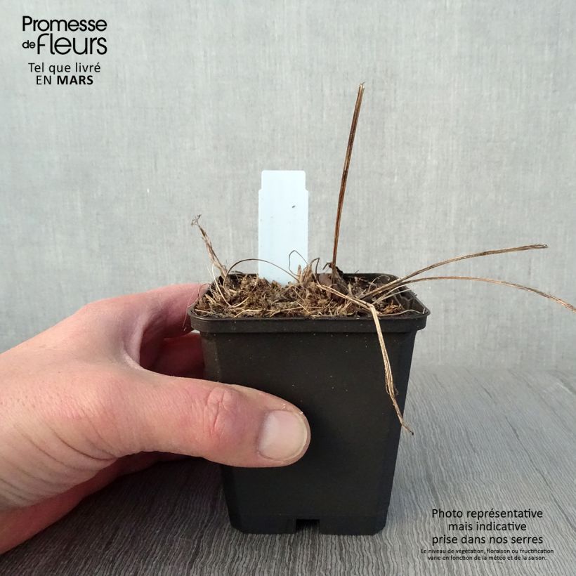 Echinacea purpurea Funky White Vasetto da 8/9 cm esemplare consegnato in primavera