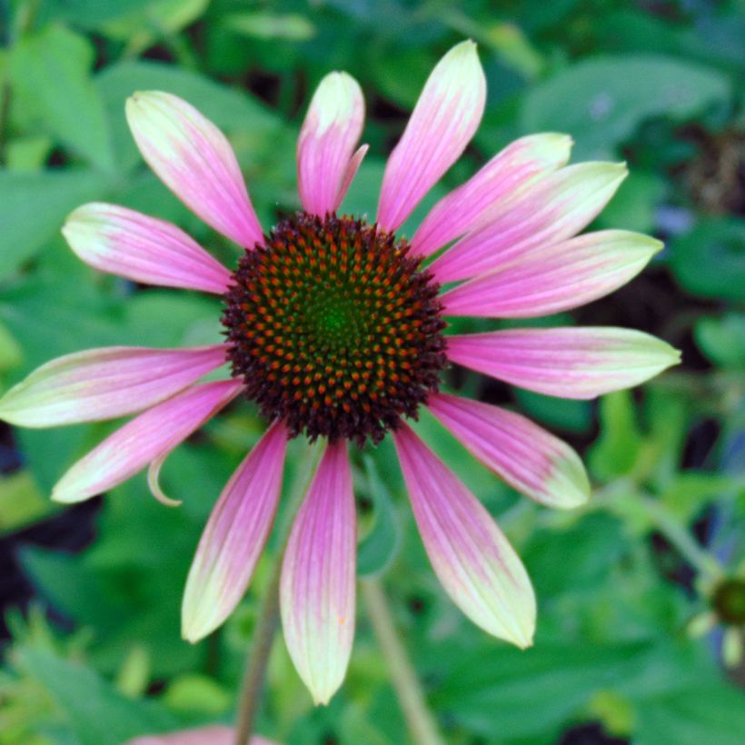 Echinacea purpurea Green Envy (Flowering)