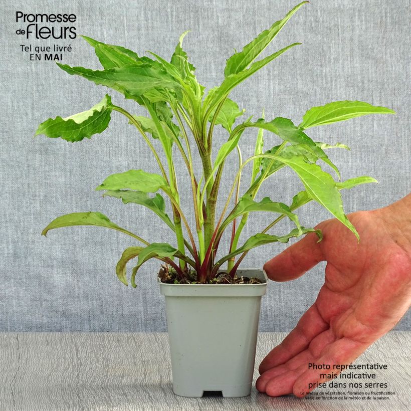 Example of Echinacea purpurea Green Envy Vasetto da 8/9 cm as you get in printemps