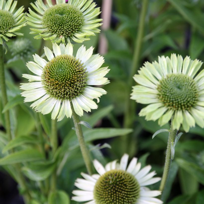 Echinacea purpurea Green Jewel (Flowering)