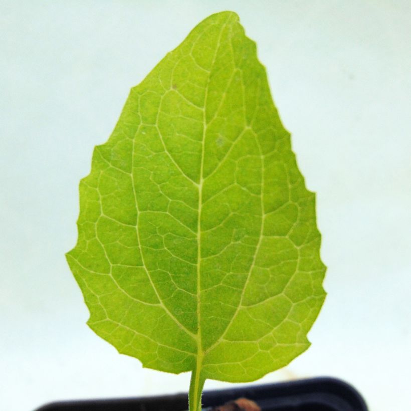 Echinacea purpurea Green Jewel (Foliage)