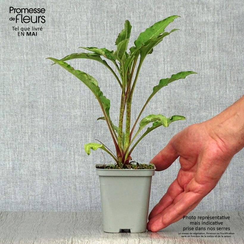 Example of Echinacea purpurea Green Jewel Vasetto da 8/9 cm as you get in printemps