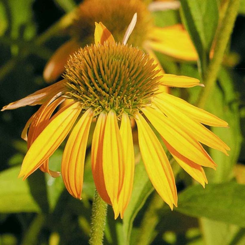 Echinacea purpurea Harvest Moon (Flowering)