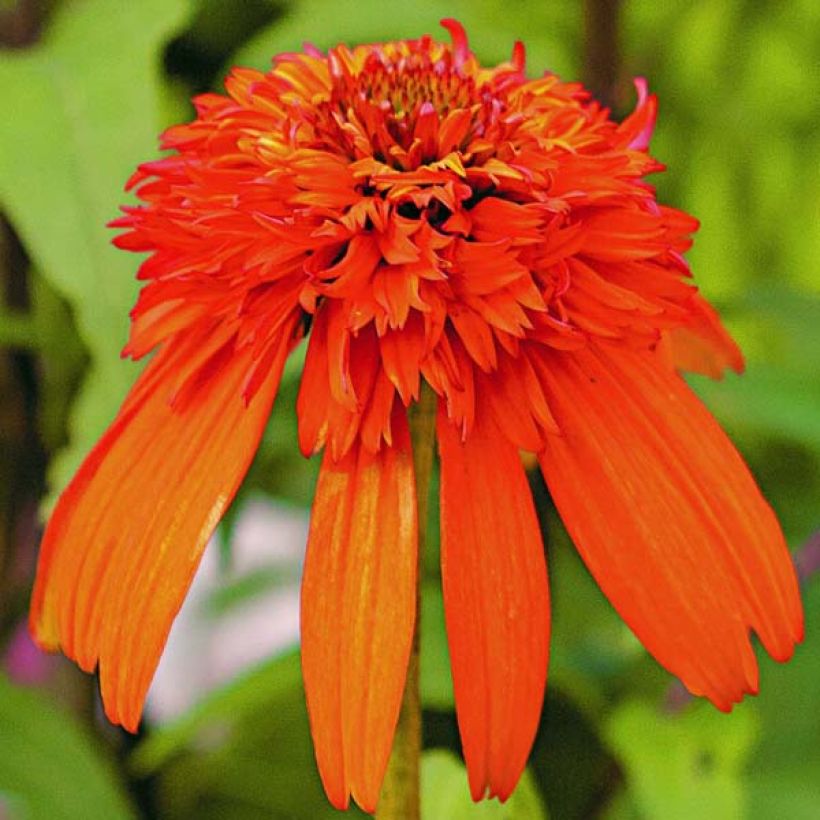 Echinacea purpurea Hot Papaya (Flowering)