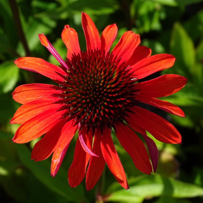 Echinacea purpurea Hot Summer (Fioritura)