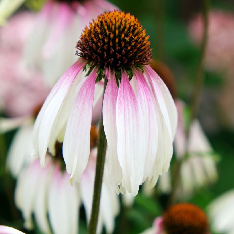 Echinacea JS Engeltje Pretty Parasols (Flowering)