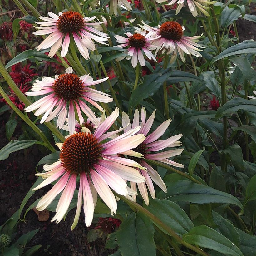 Echinacea JS Engeltje Pretty Parasols (Fioritura)