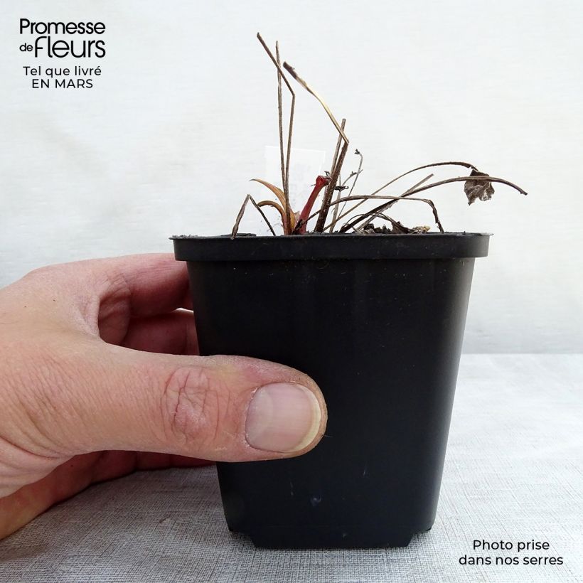 Example of Echinacea Julia Vasetto da 8/9 cm as you get in printemps