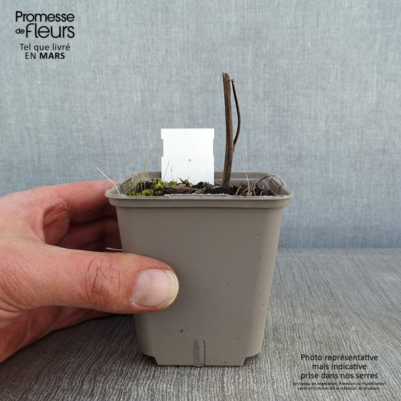 Example of Echinacea Kismet Orange Intense Vasetto da 8/9 cm as you get in hiver