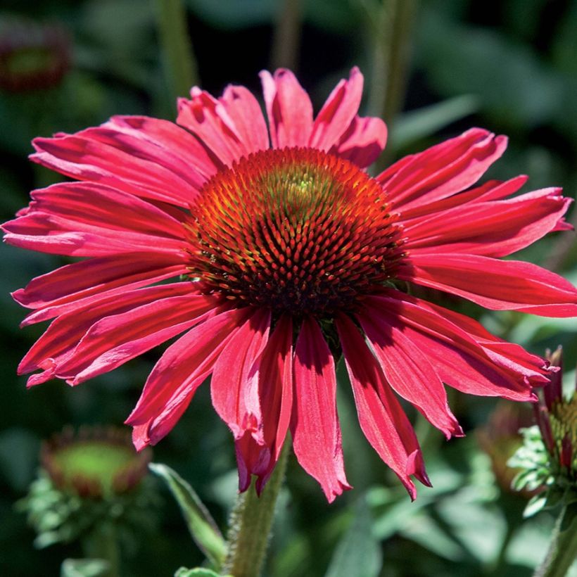 Echinacea Kismet Raspberry (Flowering)