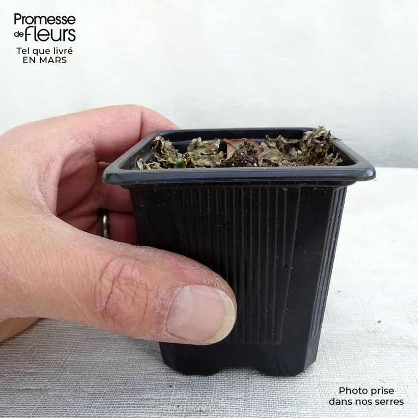 Echinacea purpurea Maxima Vasetto da 8/9 cm esemplare consegnato in primavera