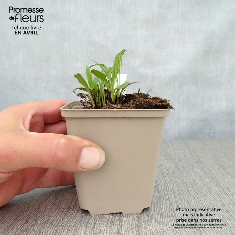 Echinacea Butterfly Orange Skipper Vasetto da 8/9 cm esemplare consegnato in primavera