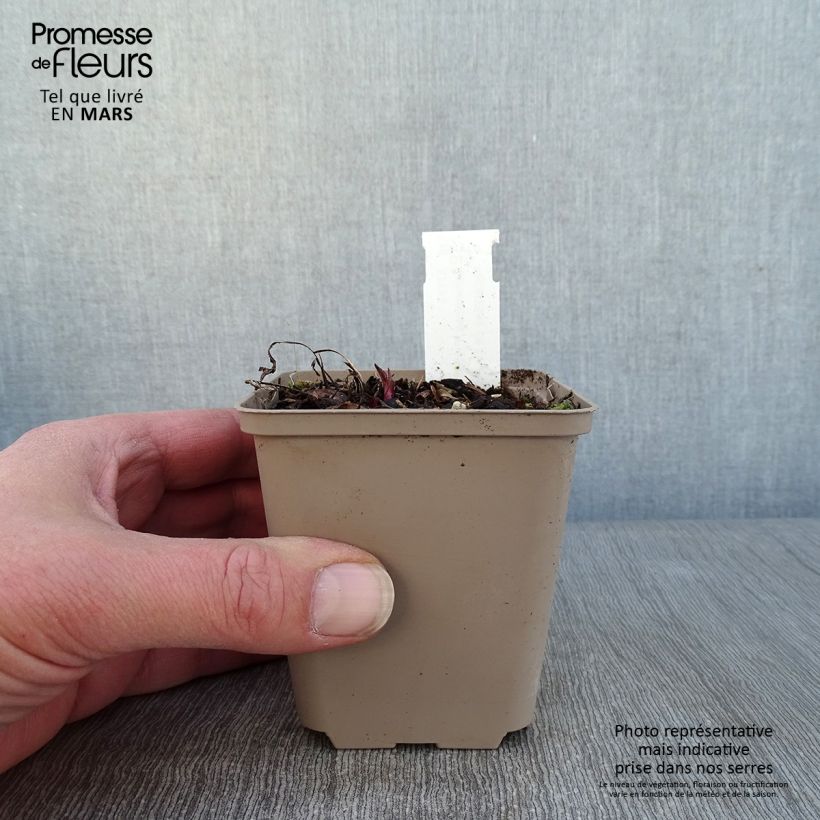 Echinacea Prima Ginger Vasetto da 8/9 cm esemplare consegnato in inverno