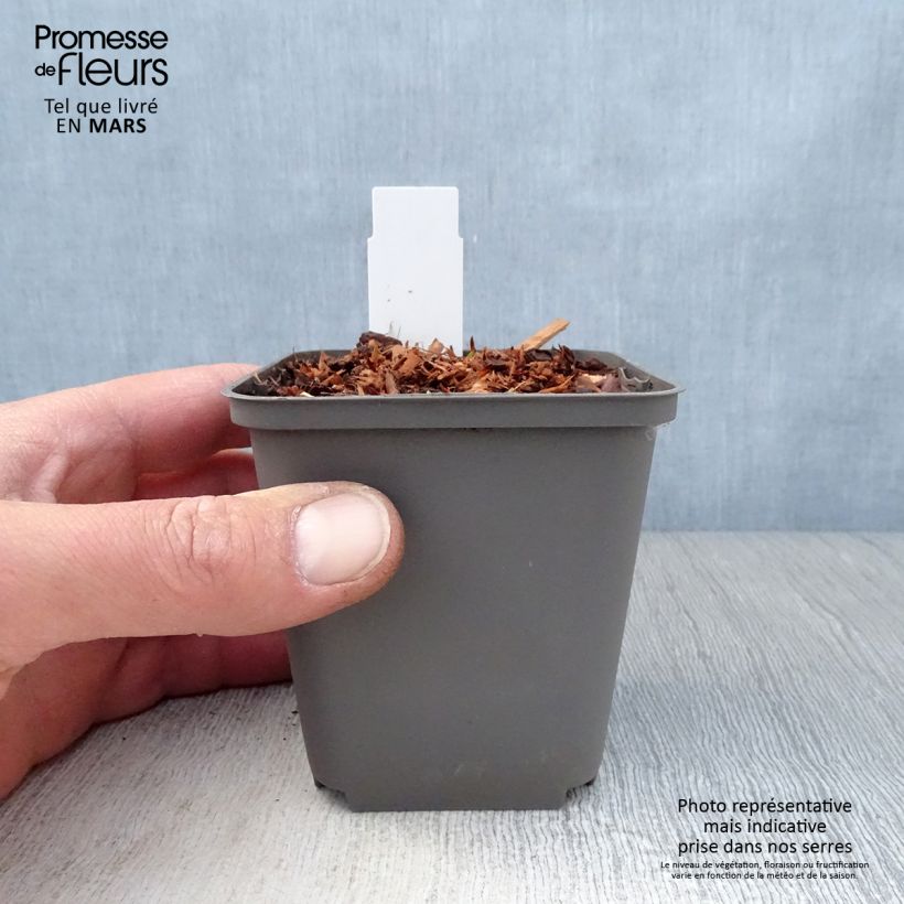 Example of Echinacea purpurea Purity Vasetto da 8/9 cm as you get in printemps