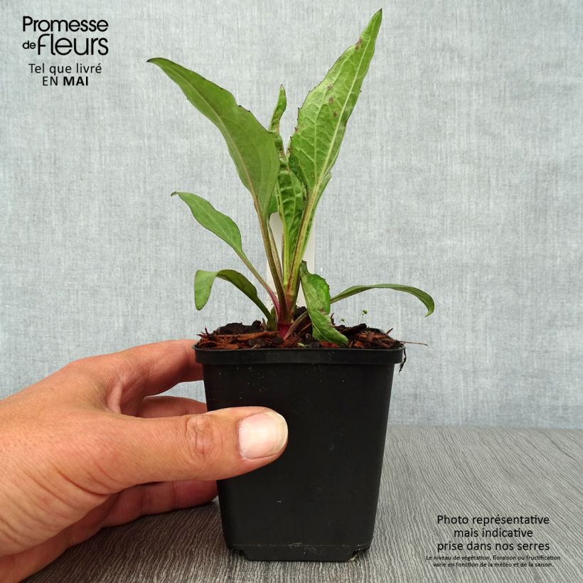 Echinacea Robin Hood Vasetto da 8/9 cm esemplare consegnato in primavera