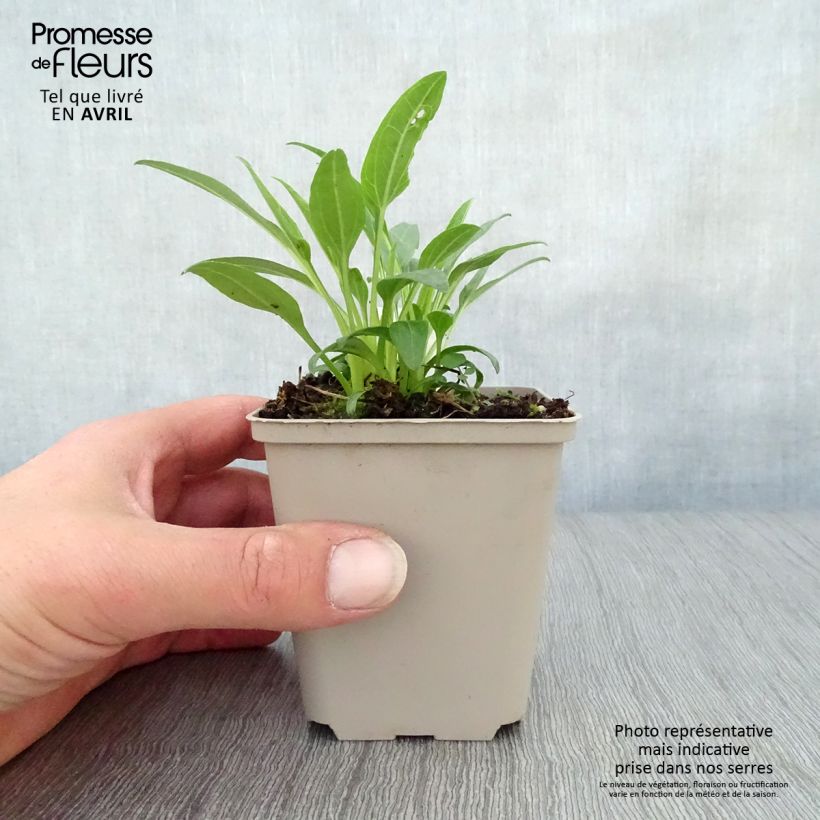 Example of Echinacea purpurea Secret Glow Vasetto da 8/9 cm as you get in printemps