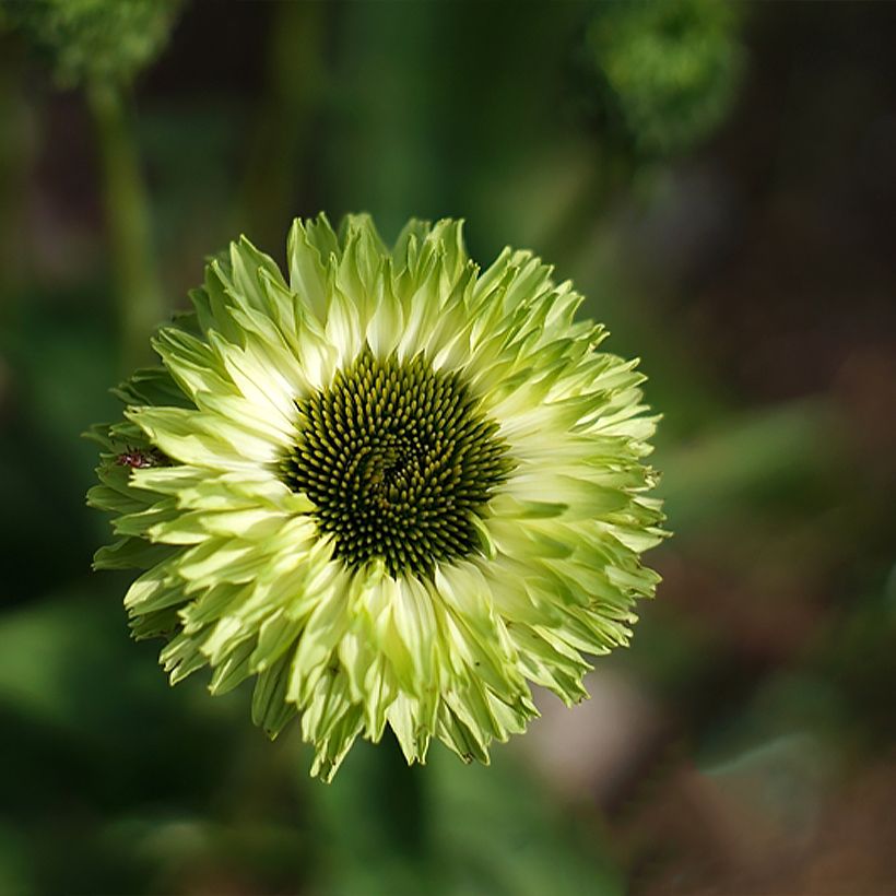Echinacea purpurea SunSeekers Apple Green (Fioritura)