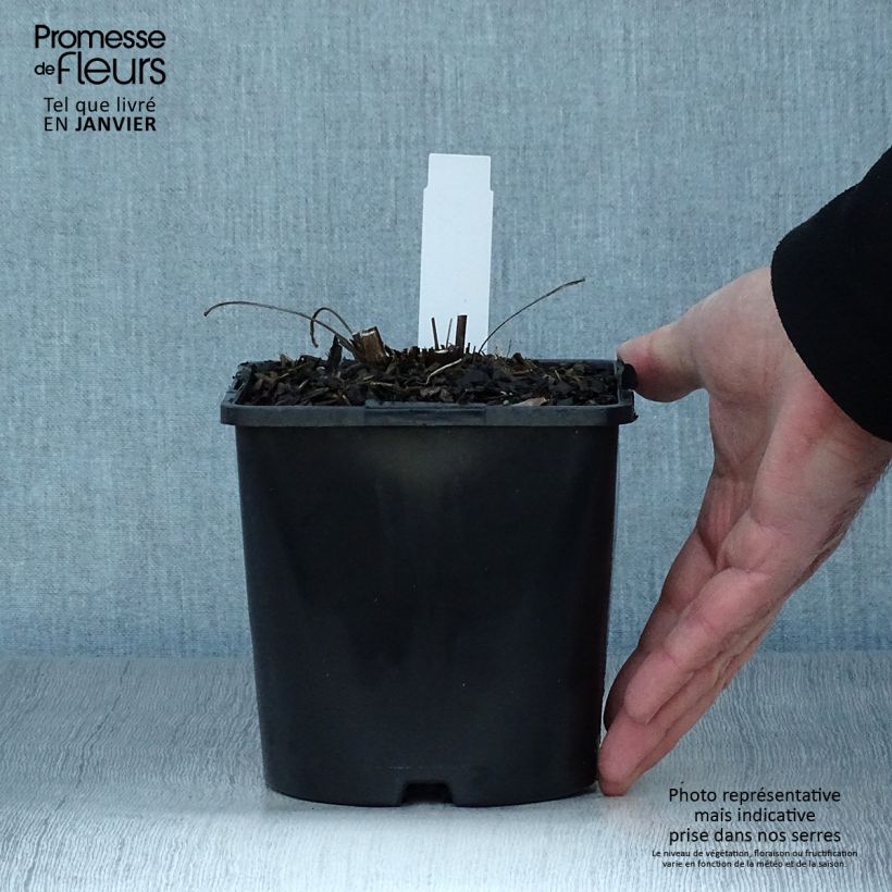 Echinacea purpurea SunSeekers Orange Vaso da 2L/3L esemplare consegnato in inverno