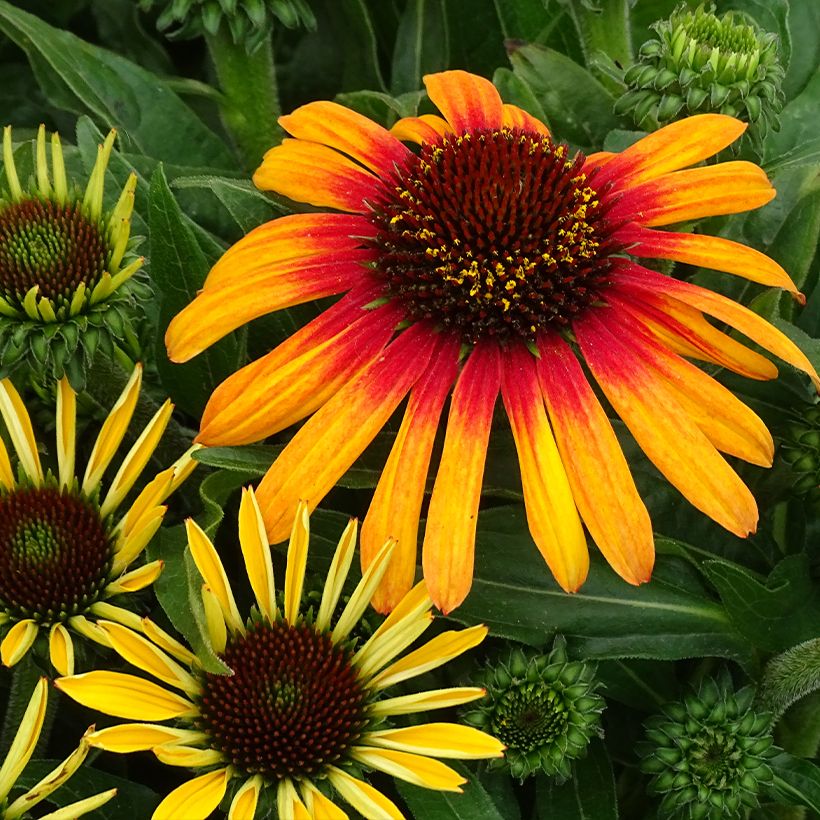Echinacea purpurea SunSeekers Tequila Sunrise (Flowering)