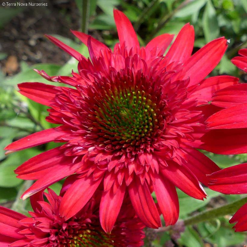 Echinacea Sunny Days Ruby (Fioritura)