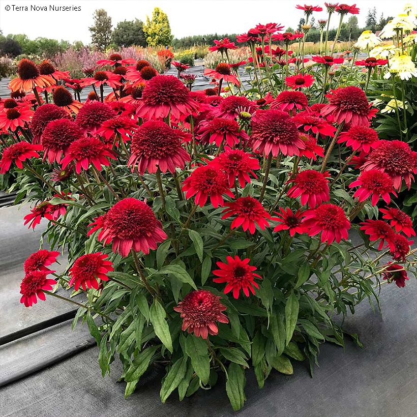 Echinacea Sunny Days Ruby (Porto)