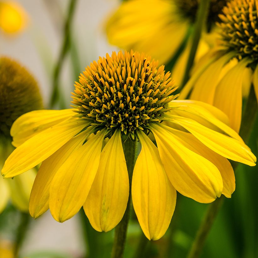 Echinacea Sunny Meadow Mama (Fioritura)