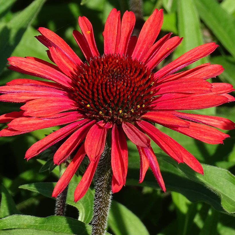 Echinacea purpurea SunSeekers Orange (Fioritura)